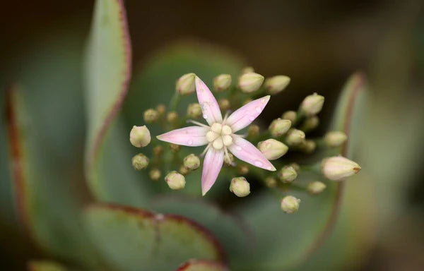 Crassula ‘Bluebird Variegata’ – Variegated Jade Succulent