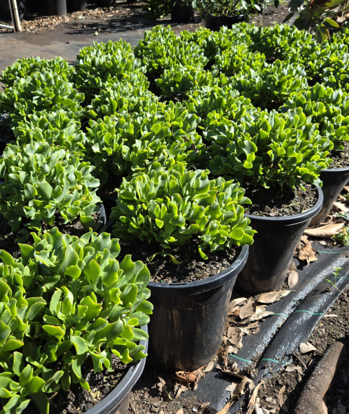Crassula Arborescens Undulatifolia (Max Cook)
