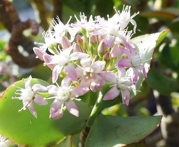 Crassula arborescens undulatifolia (Ripple Jade)
