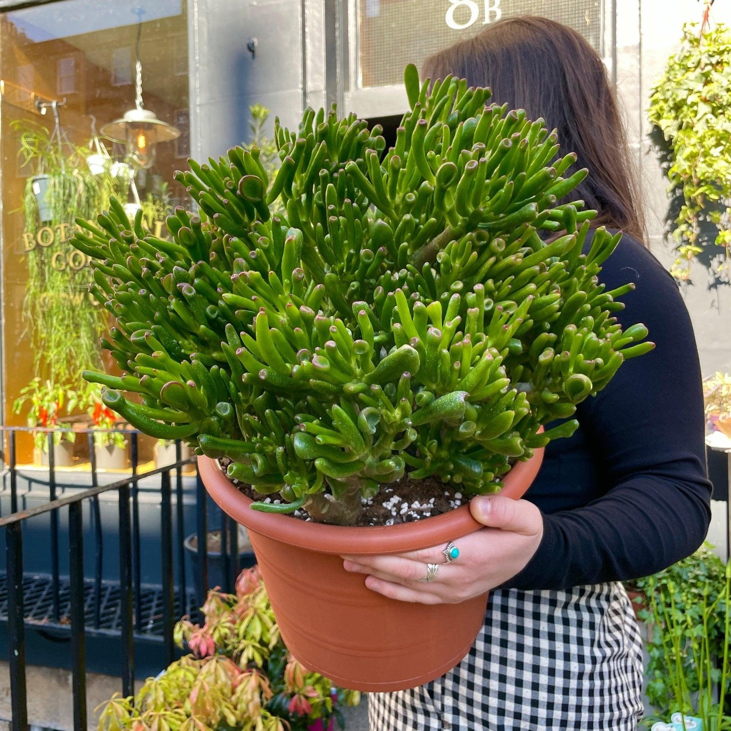 Crassula ovata ‘Hobbit’ (Hobbit Jade Plant)