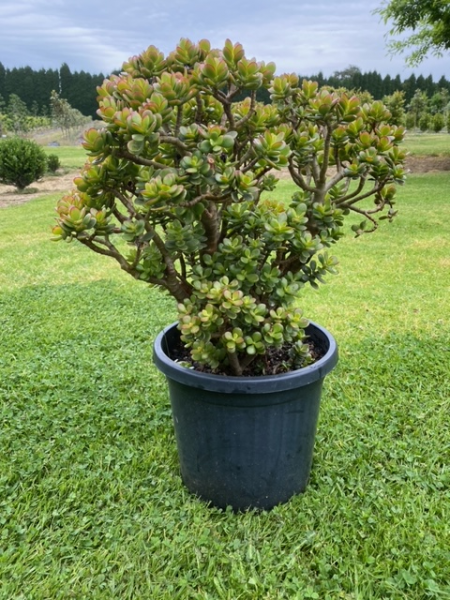 Crassula ovata 'Minima' (Dwarf Jade Plant)