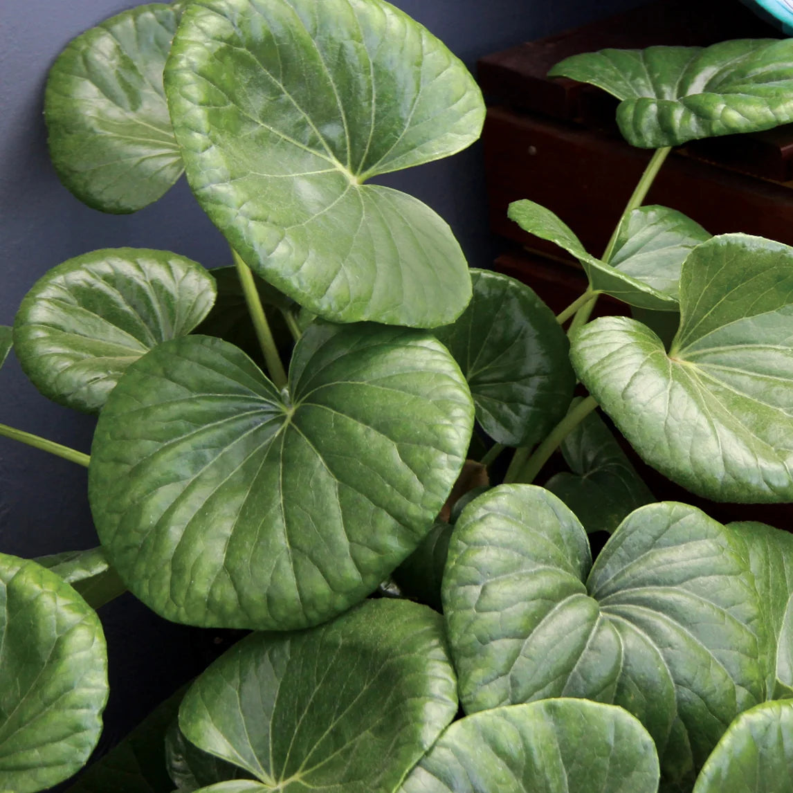 Cremanthodium Reniforme (Tractor Seat Plant) CLEARANCE