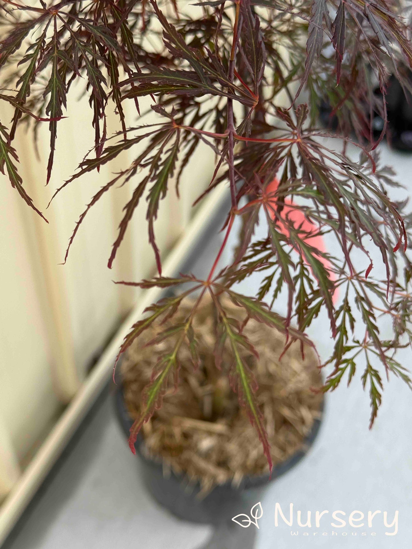 Acer Palmatum 'Crimson Wave' (Crimson Wave Japanese Maple)