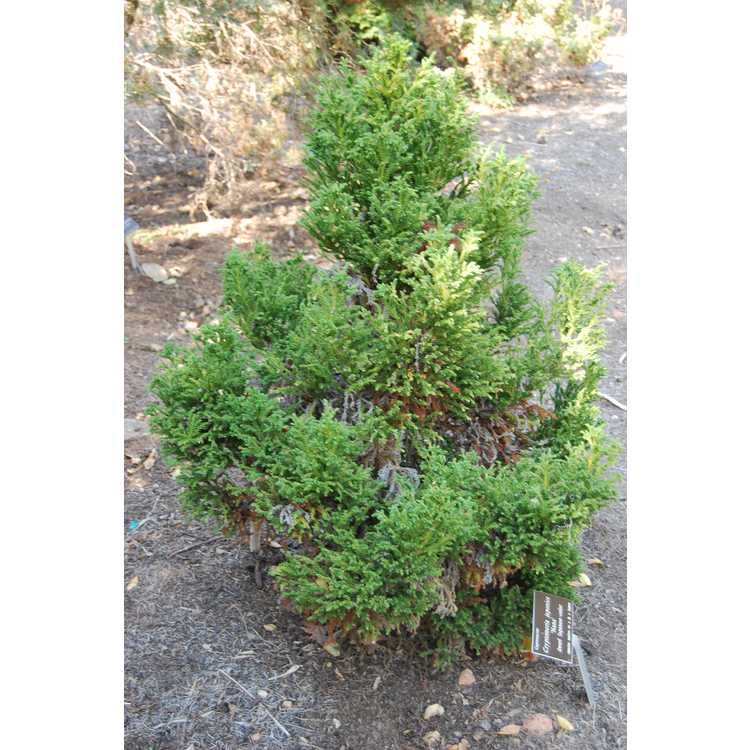 Cryptomeria japonica ‘Nana’ (Dwarf Japanese Cedar)