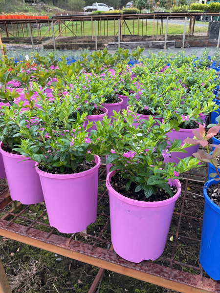 Cuphea Hyssopifolia ‘Rob’s Mauve’ (Mexican False Heather)