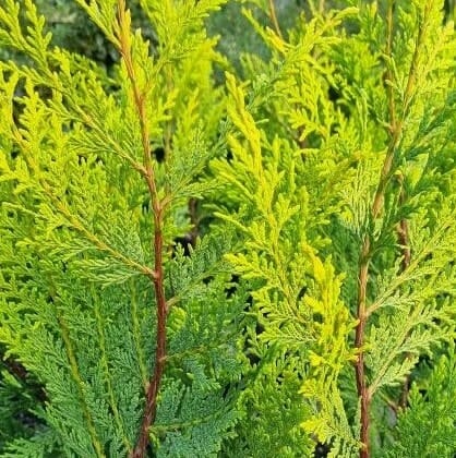 Cupressocyparis Leylandii ‘Castlewellan Gold’ (Castlewellan Gold Leyland Cypress)
