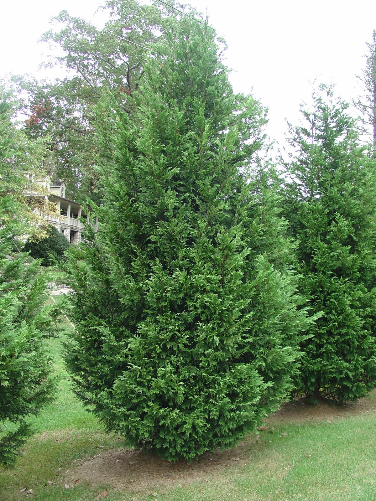 Cupressus × Leylandii (Leyland Cypress)