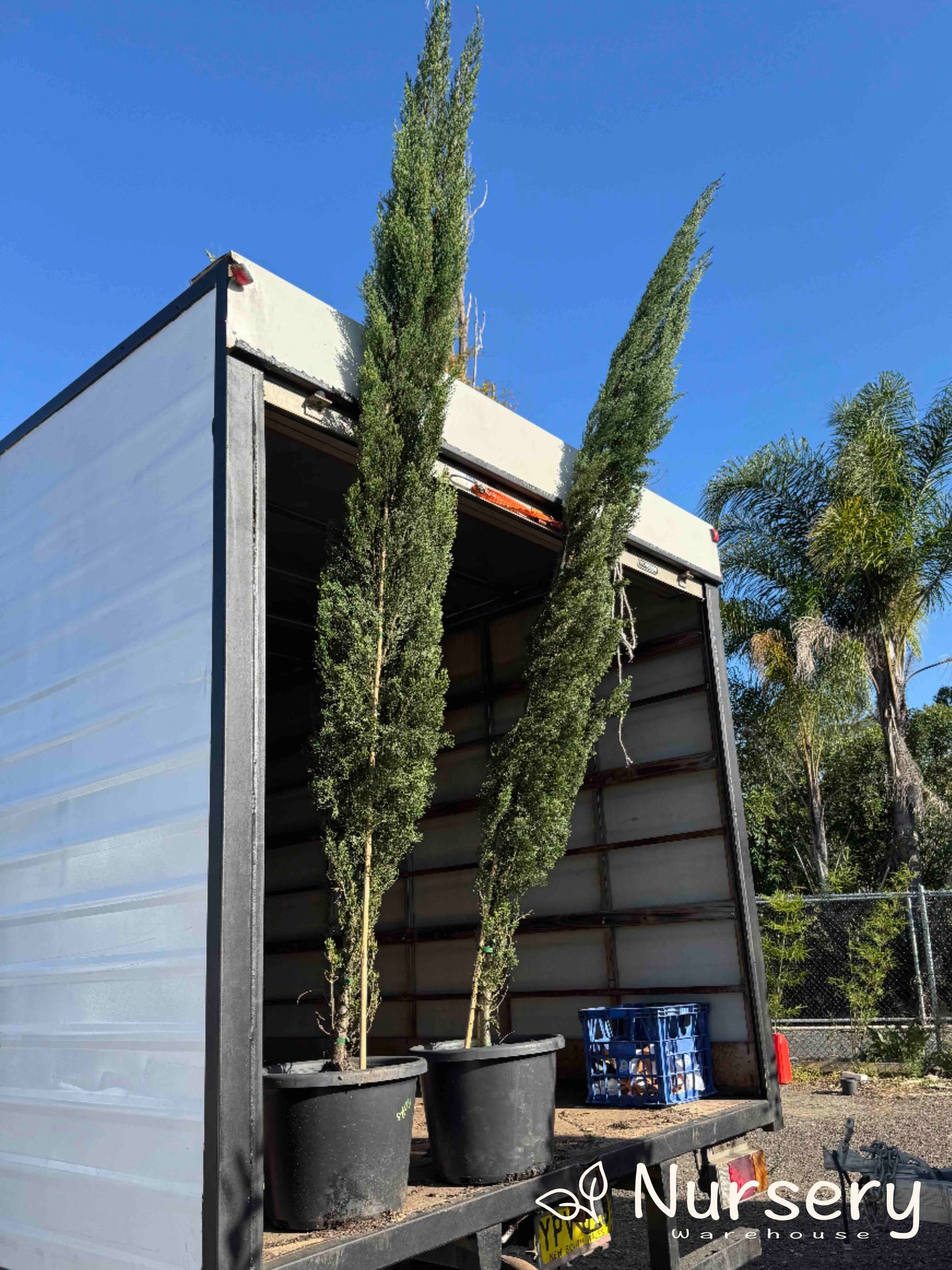 Cupressus Sempervirens Glauca (Italian Pencil Pine)