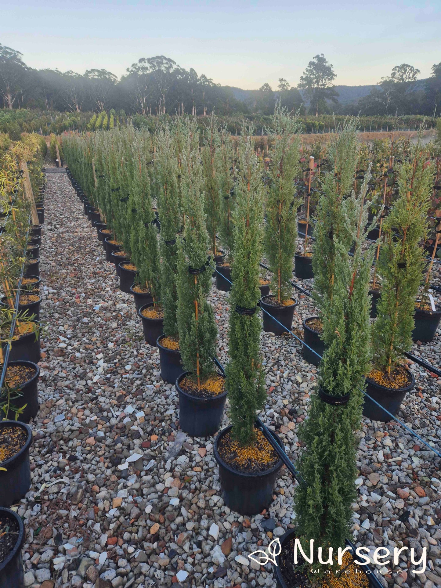 Cupressus Sempervirens Glauca (Italian Pencil Pine)