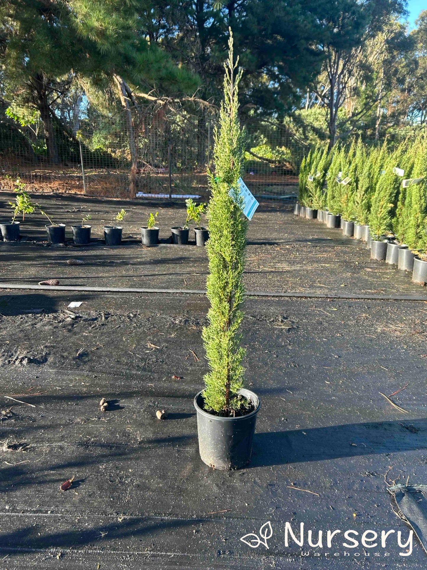 Cupressus Sempervirens Glauca (Italian Pencil Pine)