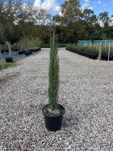 Cupressus Sempervirens 'Glauca' (Blue Italian Cypress)
