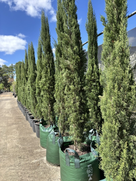 Cupressus Sempervirens 'Glauca' (Blue Italian Cypress)
