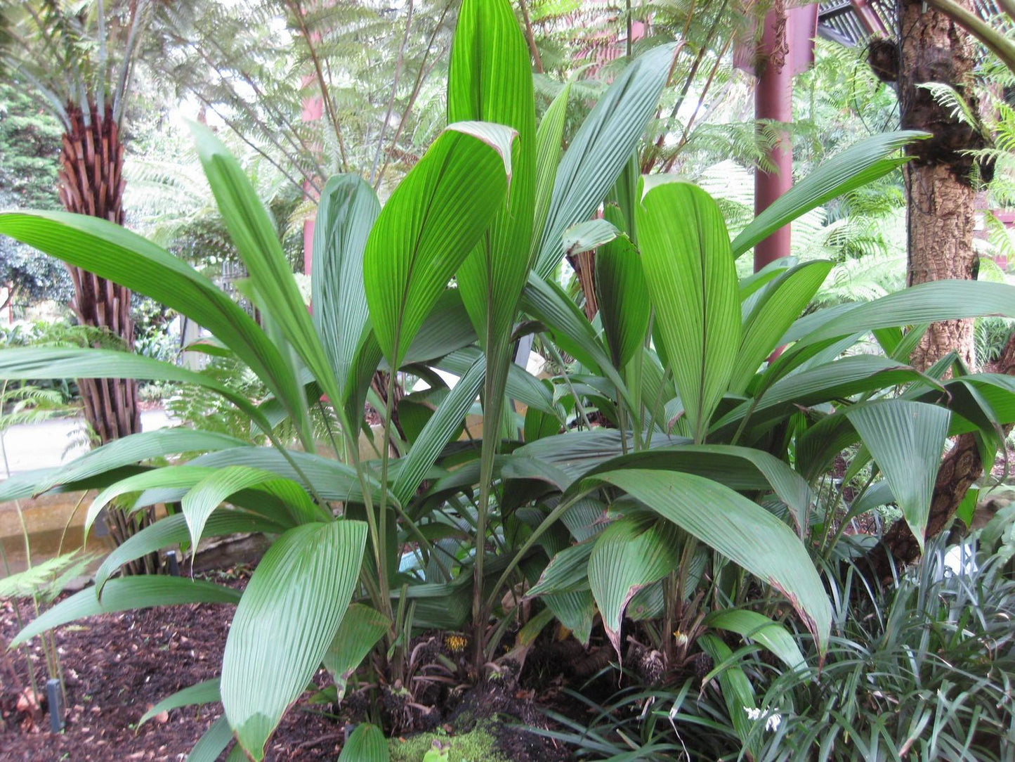 Curculigo capitulata (Palm Grass)