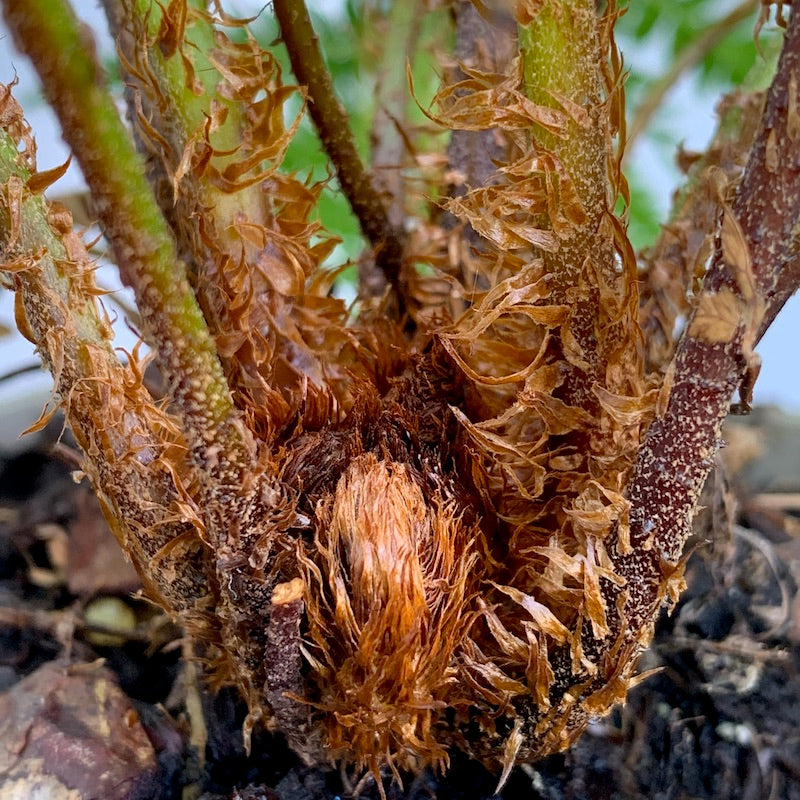 Cyathea australis (Rough Tree Fern)