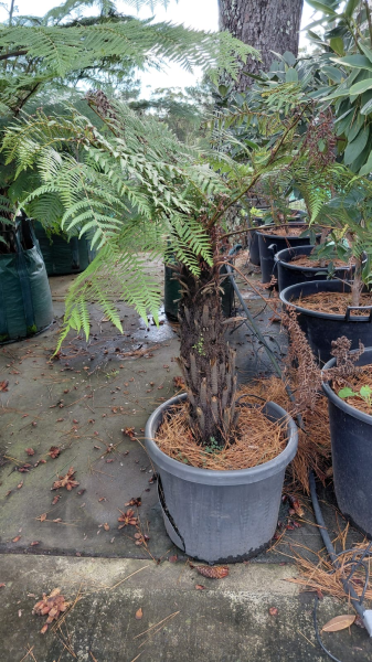 Cyathea australis (Rough Tree Fern)