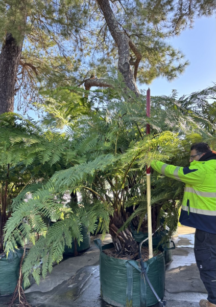 Cyathea Cooperi (Australian Tree Fern)