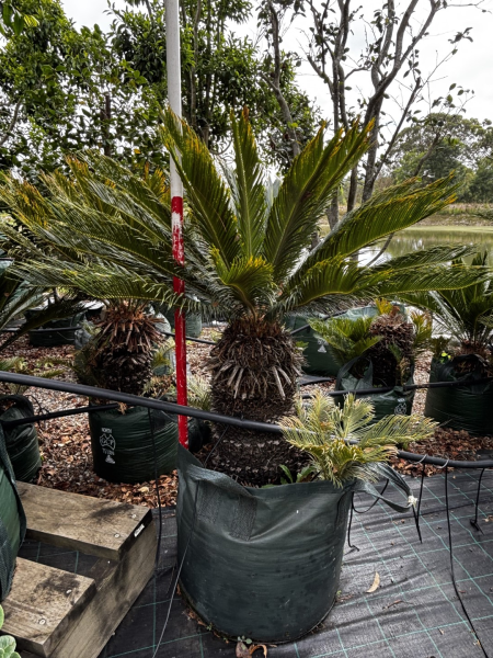 Cycas Revoluta (Sago Palm)