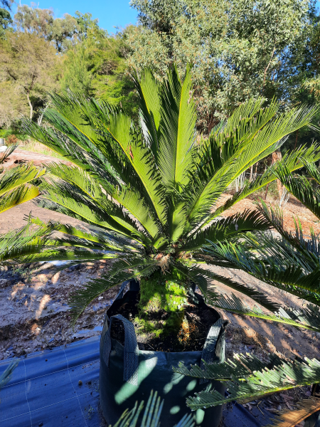 Cycas Revoluta (Sago Palm)