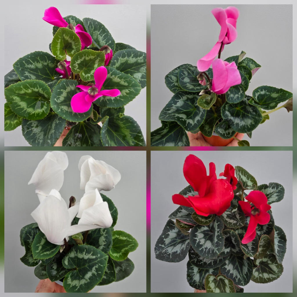 Cyclamen persicum Assorted Mix (Cyclamen Winfall® Mix)