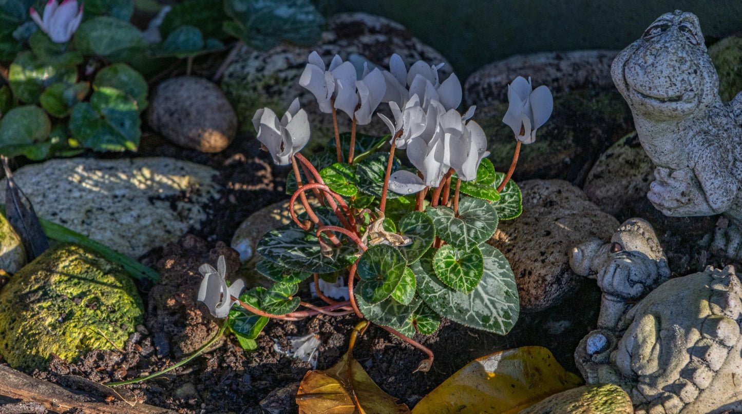 Cyclamen persicum (Leopardo Cream White)