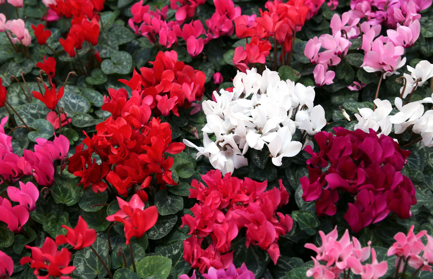 Cyclamen persicum (Tianis Mix)