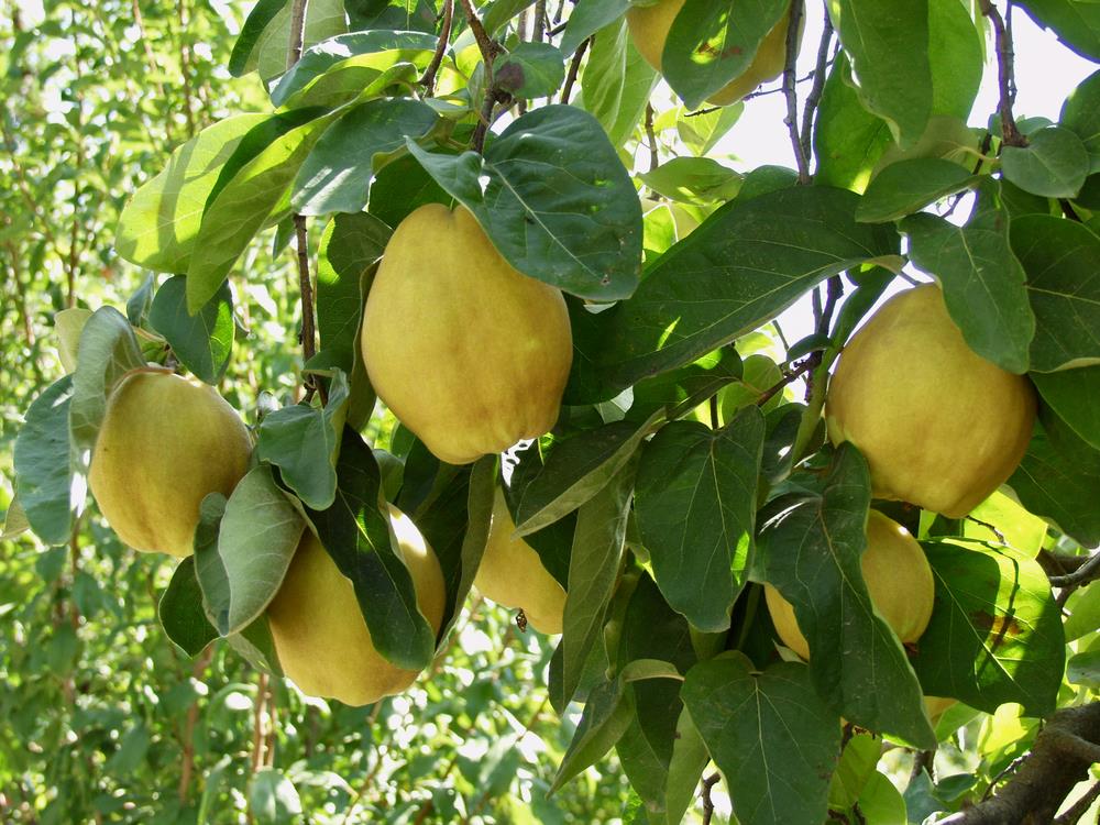 Cydonia Oblonga 'Champion' (Quince Champion)
