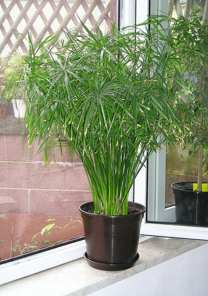 Cyperus alternifolius (Umbrella Grass) CLEARANCE