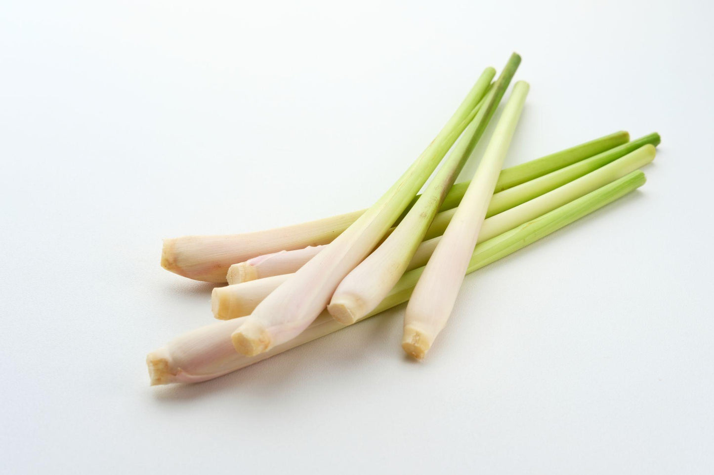 Cyperus Citratus (East Indian Lemongrass)