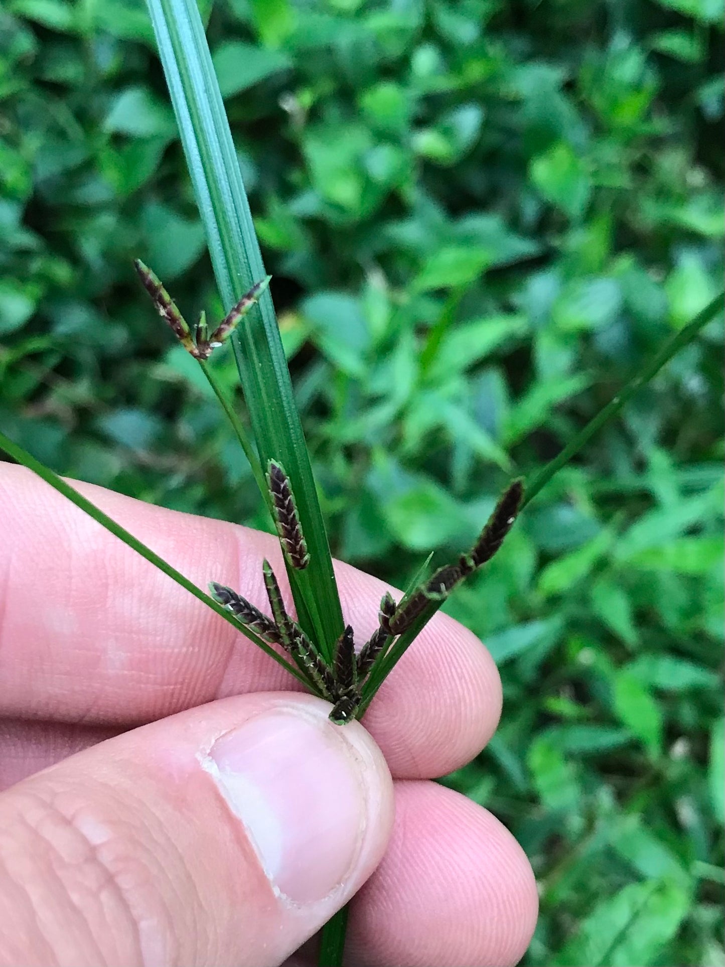 Cyperus Tetraphyllus (Rainforest Sedge)