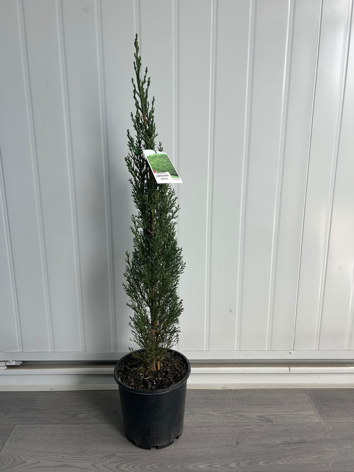 Cupressus Sempervirens ‘Stricta’ (Italian Cypress) CLEARANCE