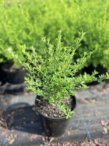 Cytisus Racemosus 'Nana' (Dwarf Easter Broom)