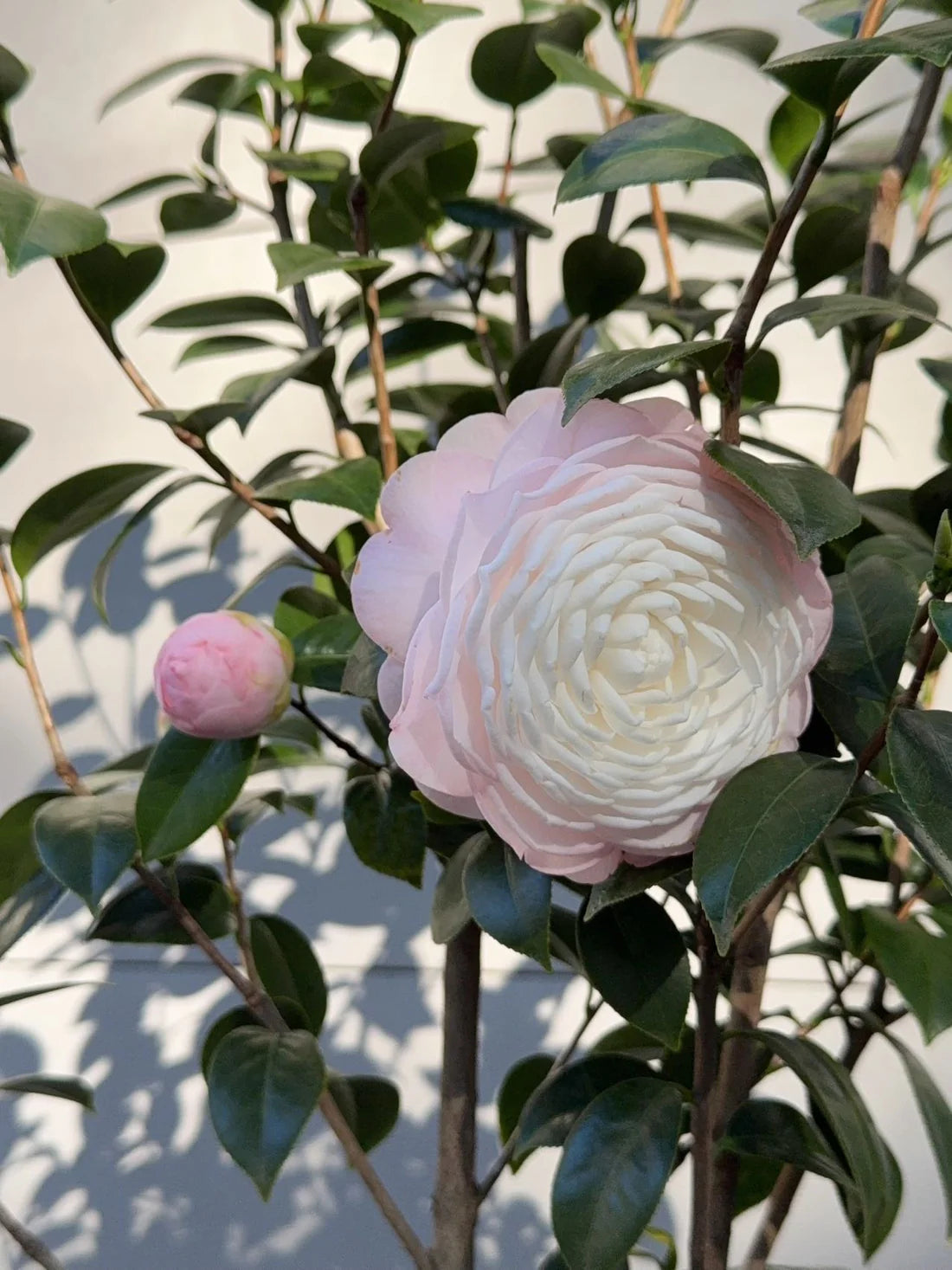 Camellia japonica ‘Commander Mulroy’ (Japanese Camellia)