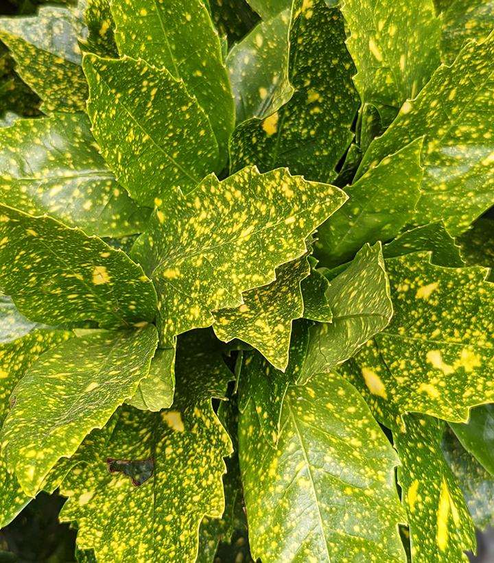 Aucuba Japonica 'Gold Dust' plant in a 140mm pot with glossy green leaves speckled with golden-yellow spots.