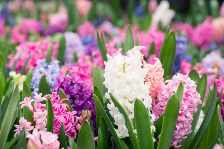 Hyacinth – Mixed (Hyacinthus orientalis)
