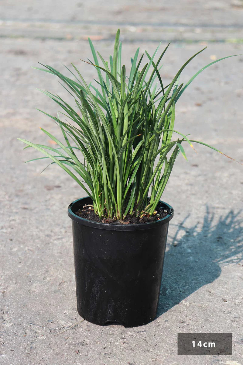 Liriope Muscari 'Elmarco' (Lilyturf)