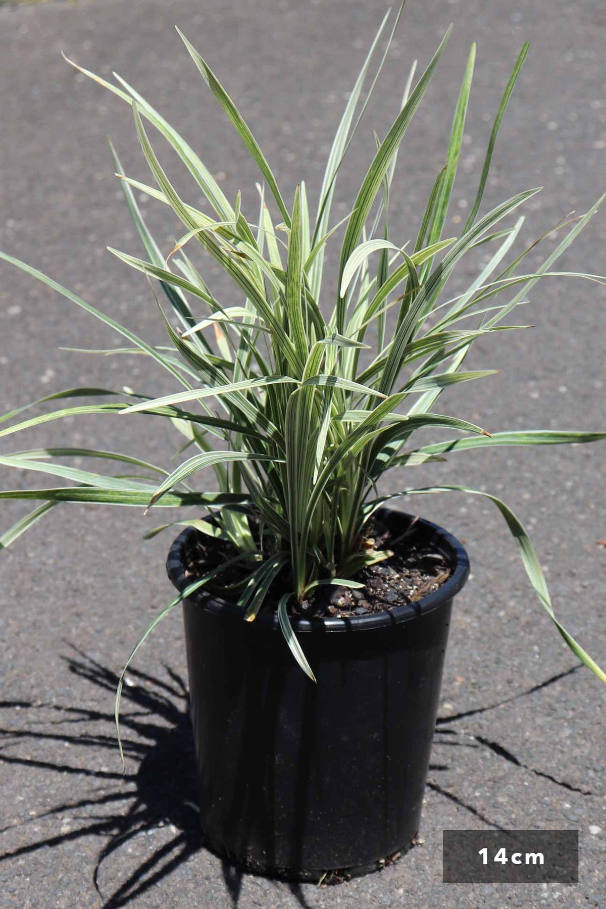 Liriope muscari ‘Stripey White’ (Stripey White Lilyturf)