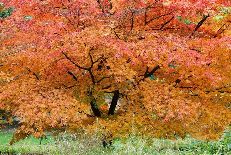 Acer Palmatum 'Elegans' (upright)