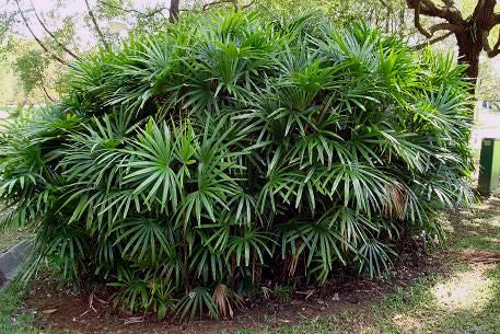 Rhapis excelsa ‘Multi Planted’ – Lady Palm