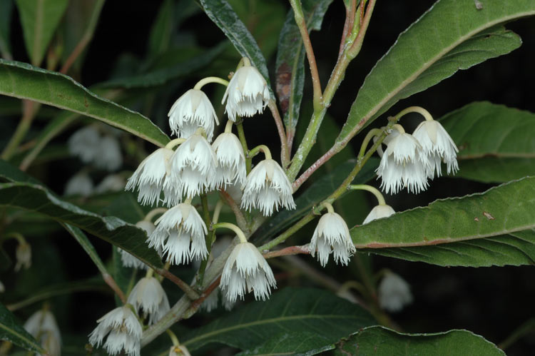 Elaeocarpus Reticulatus White (Blueberry Ash White)