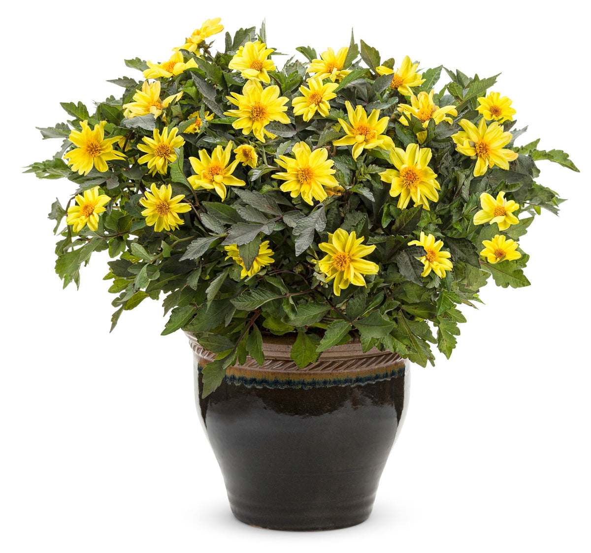 Dahlia Variabilis 'Dahlightful® Tupelo Honey' (Yellow Dahlia)