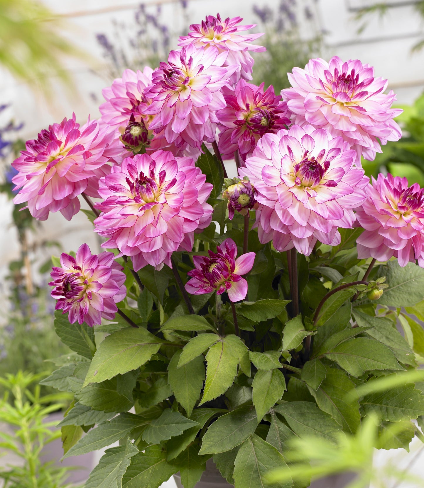 Dahlia ‘Sincerity’ (Dahlia)