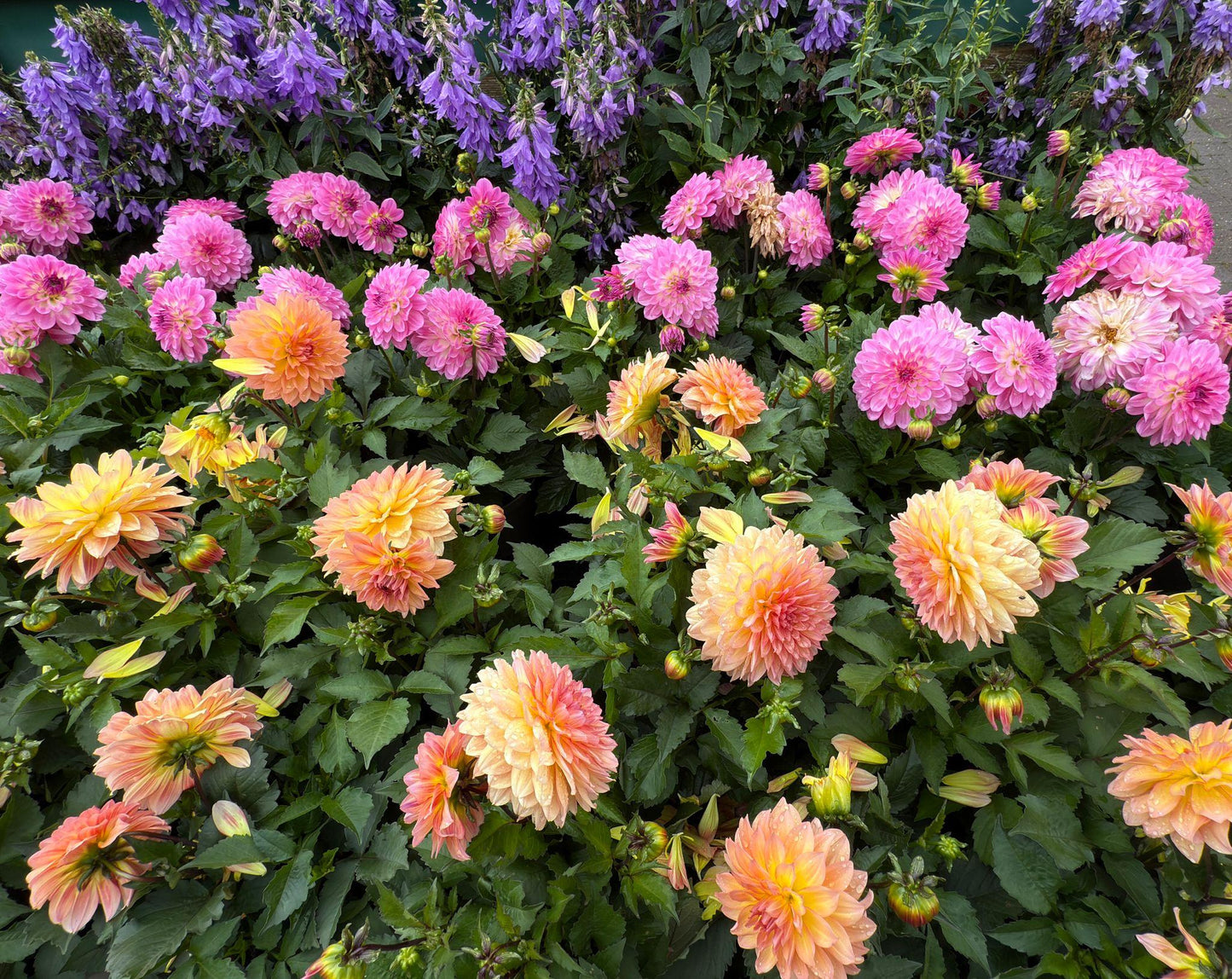 Dahlia pinnata (Dark Leaf Assorted)