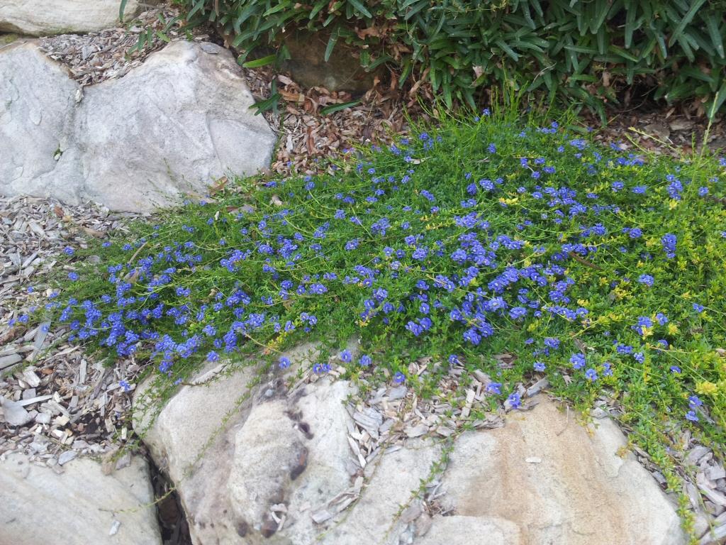 Dampiera Diversifolia (Blue Dampiera)