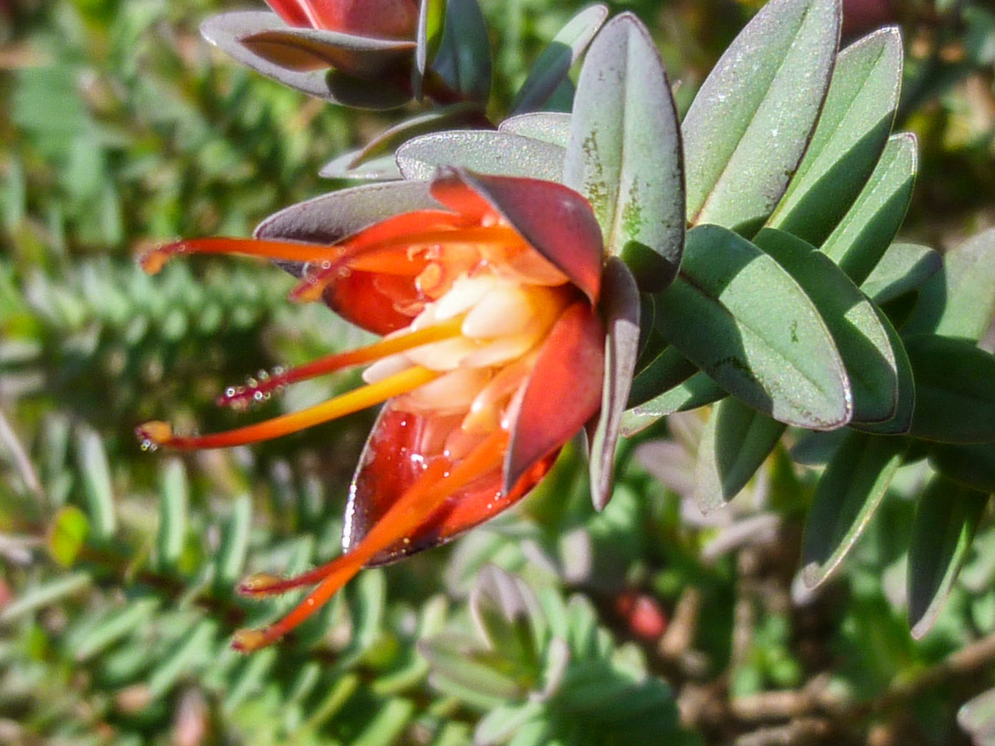 Darwinia citriodora – Lemon-scented Darwinia