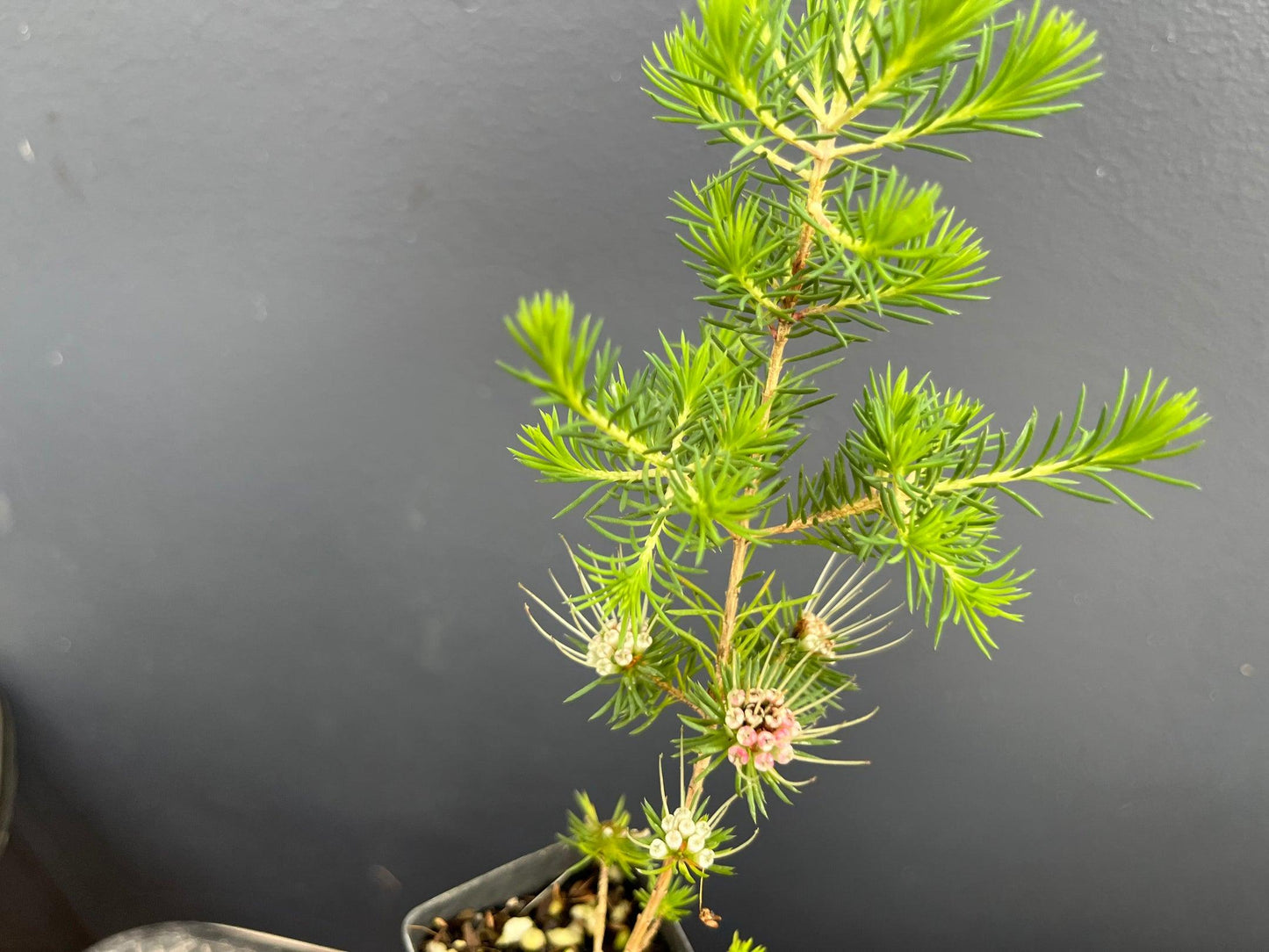 Darwinia Fascicularis (Clustered Darwinia)