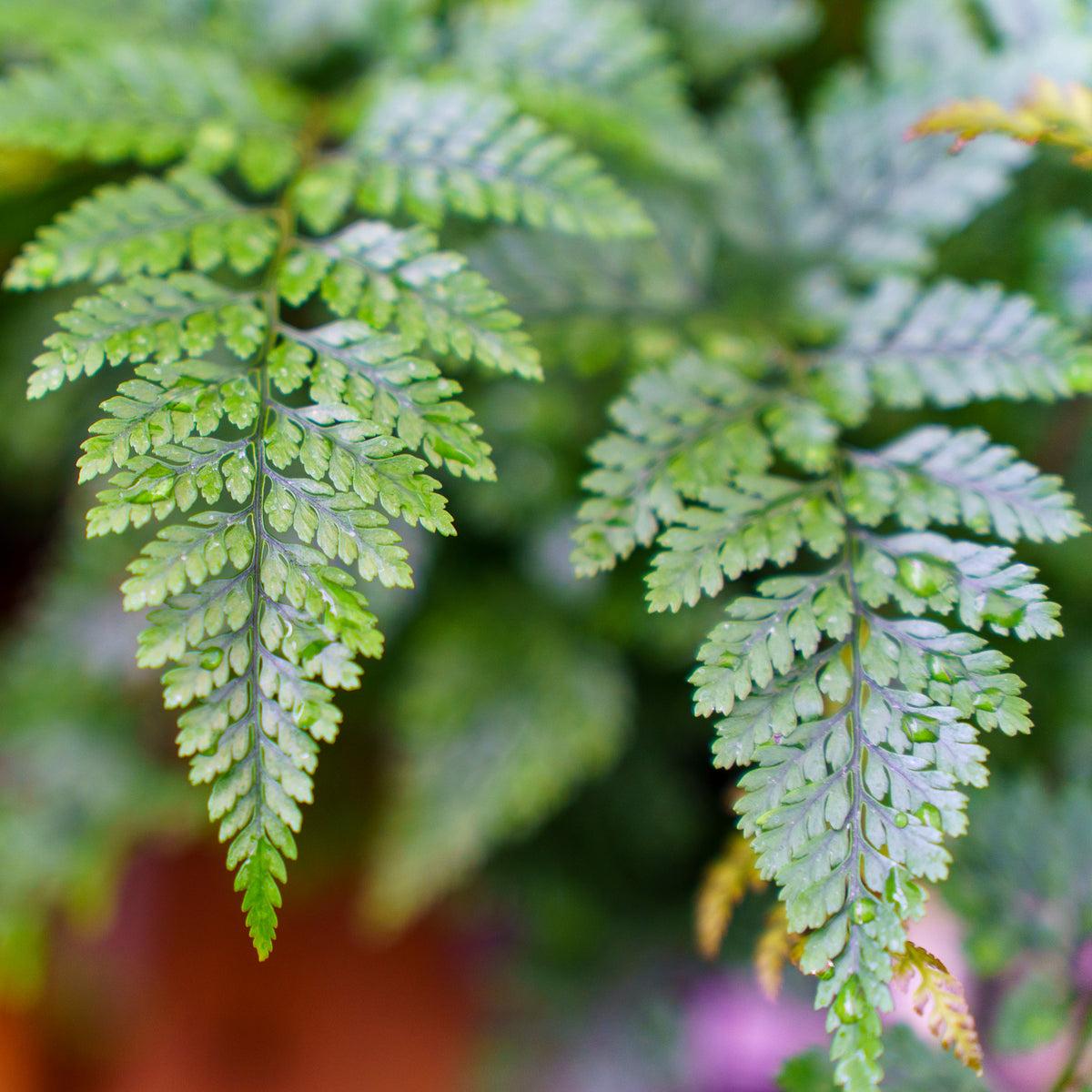 Davallia Solida Var. Fejeensis (Rabbit’s Foot Fern)