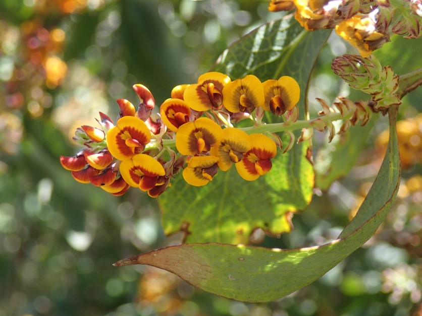 Daviesia Latifolia (Hop Bitter Pea)
