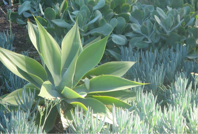 Agave Attenuata (Foxtail Agave)