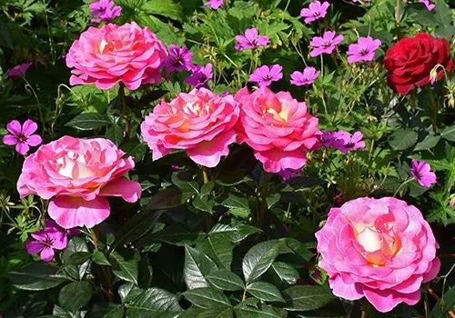 Rosa ‘La Jago’ (Delbard Bush Rose)