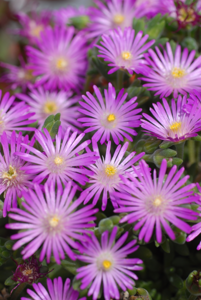 Delosperma Cooperii (Cooper’s Ice Plant)